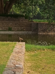 Vanellus indicus