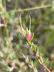 Darwinia biflora