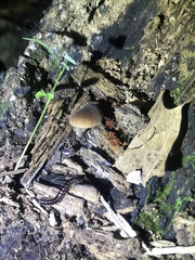 Pluteus seticeps