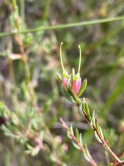 Darwinia biflora