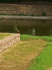 Vanellus indicus
