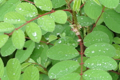 Indigofera astragalina