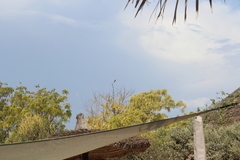 Merops superciliosus