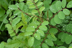 Indigofera astragalina