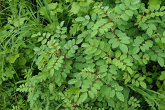 Indigofera astragalina