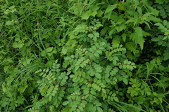 Indigofera astragalina