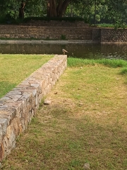 Vanellus indicus