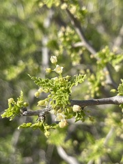 Bursera littoralis