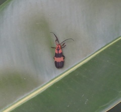 Calopteron reticulatum