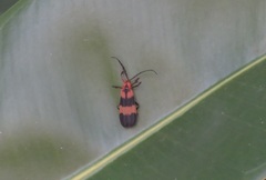 Calopteron reticulatum