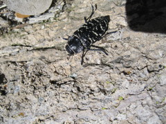 Lampetis dilaticollis