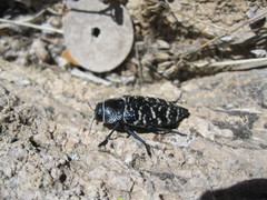 Lampetis dilaticollis