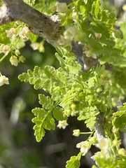 Bursera littoralis