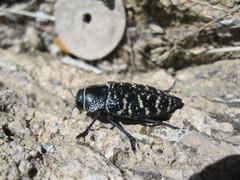 Lampetis dilaticollis