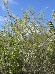 Bursera littoralis