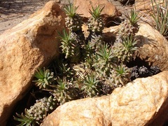 Euphorbia davyi