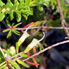 Darwinia biflora