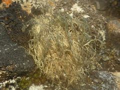 Alectoria ochroleuca