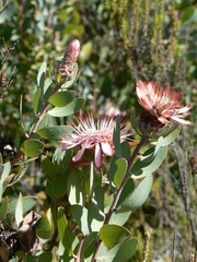 Protea punctata