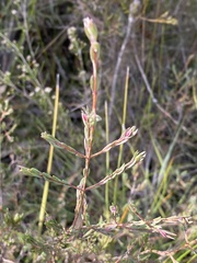 Darwinia biflora