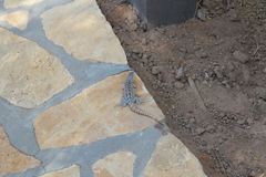 Oplurus cyclurus
