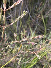 Darwinia biflora