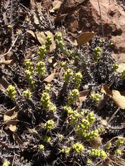 Euphorbia schinzii