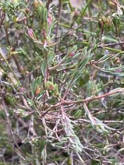 Darwinia biflora