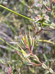 Darwinia biflora