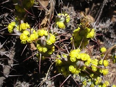 Euphorbia schinzii