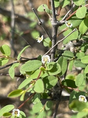 Euphorbia magdalenae
