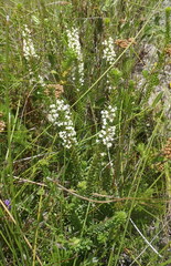 Struthiola hirsuta