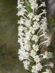 Struthiola hirsuta