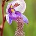 Blue Bonnet Disa - Photo (c) Adriaan Grobler, some rights reserved (CC BY-NC)