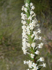 Struthiola hirsuta
