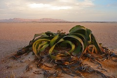 Welwitschia mirabilis image