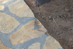Oplurus cyclurus