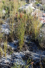 Thamnochortus lucens