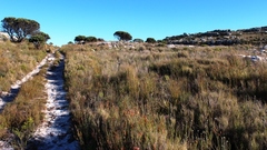 Thamnochortus lucens