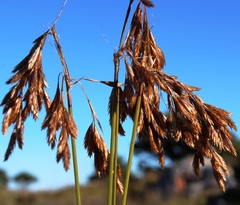 Thamnochortus lucens