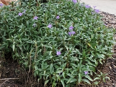 Ruellia