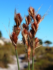 Thamnochortus lucens