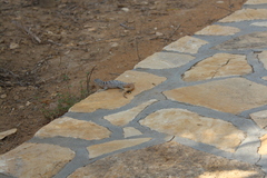 Oplurus cyclurus