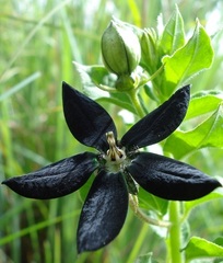 Brachystelma gerrardii