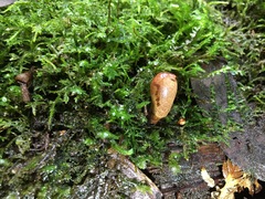 Cordyceps meneristitis