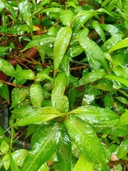 Persicaria odorata