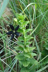 Brachystelma gerrardii