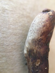 Cordyceps meneristitis