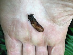 Cordyceps meneristitis