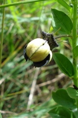 Brachystelma gerrardii